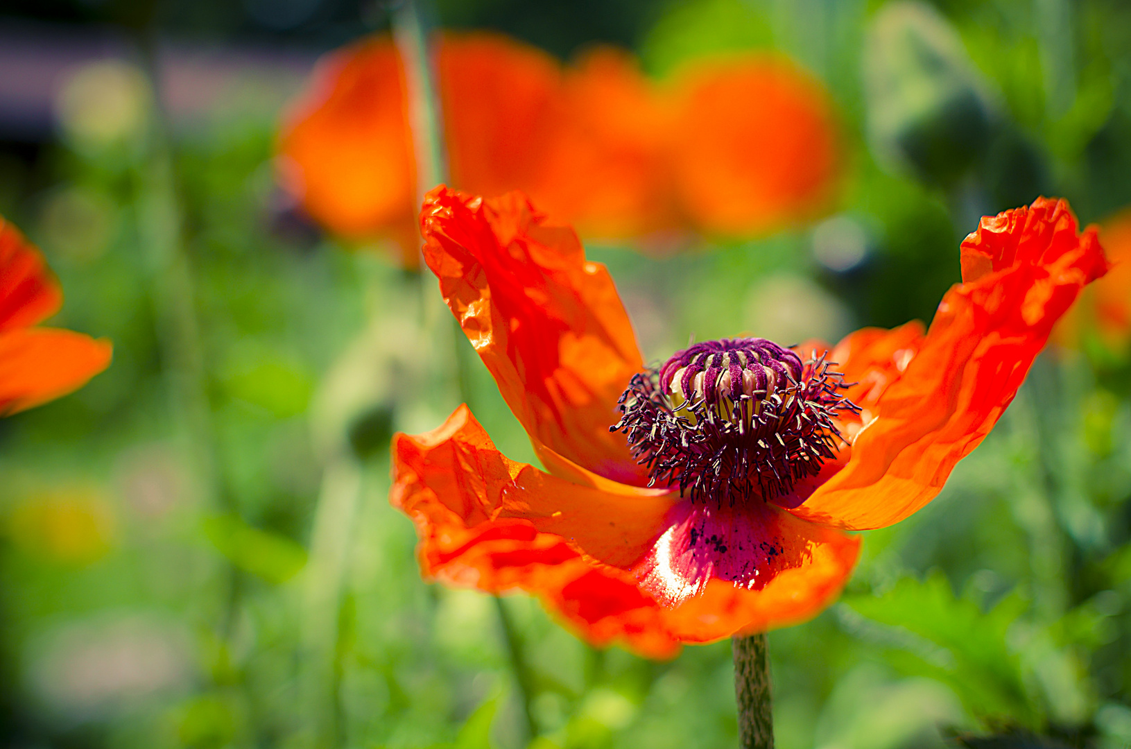 Mohn 20