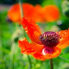 Mohn 20