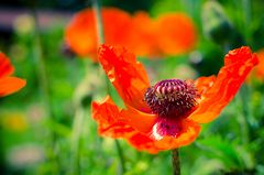 Mohn 20