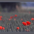 " Mohn 2002"