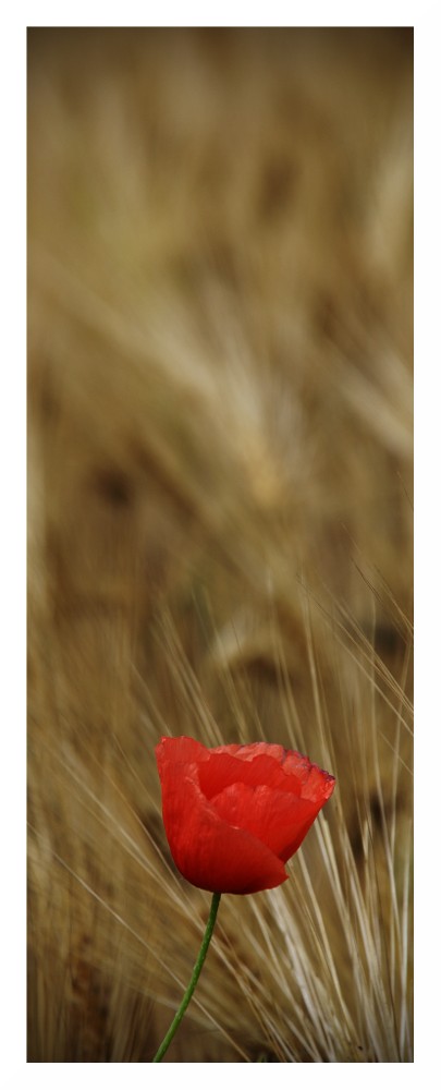 Mohn [2011#01]