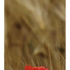 Mohn [2011#01]