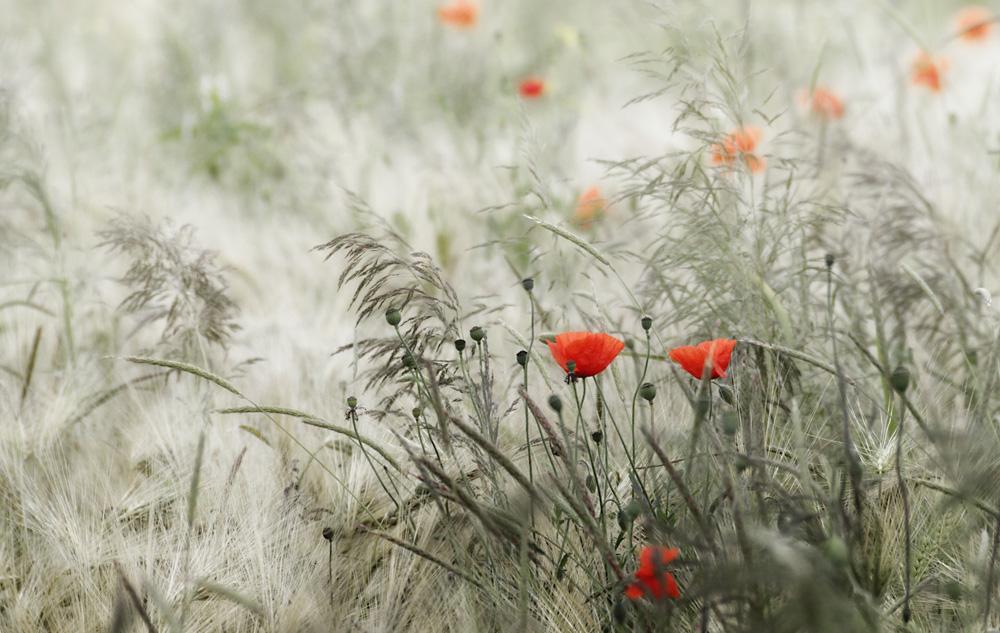 Mohn 2012/07