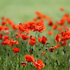 Mohn 2014-008