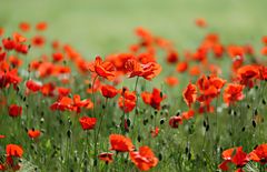 Mohn 2014-008