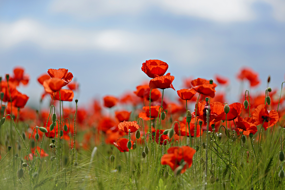 Mohn 2014-009