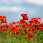 Mohn 2014-009