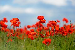 Mohn 2014-009