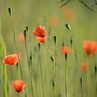 Mohn 2014-010