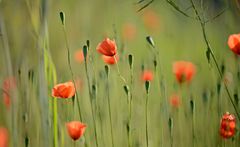 Mohn 2014-010