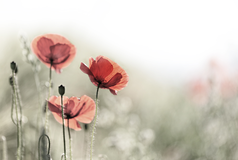 Mohn 2014 - 018 A