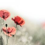 Mohn 2014 - 018 A