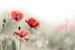 Mohn 2014 - 018 A