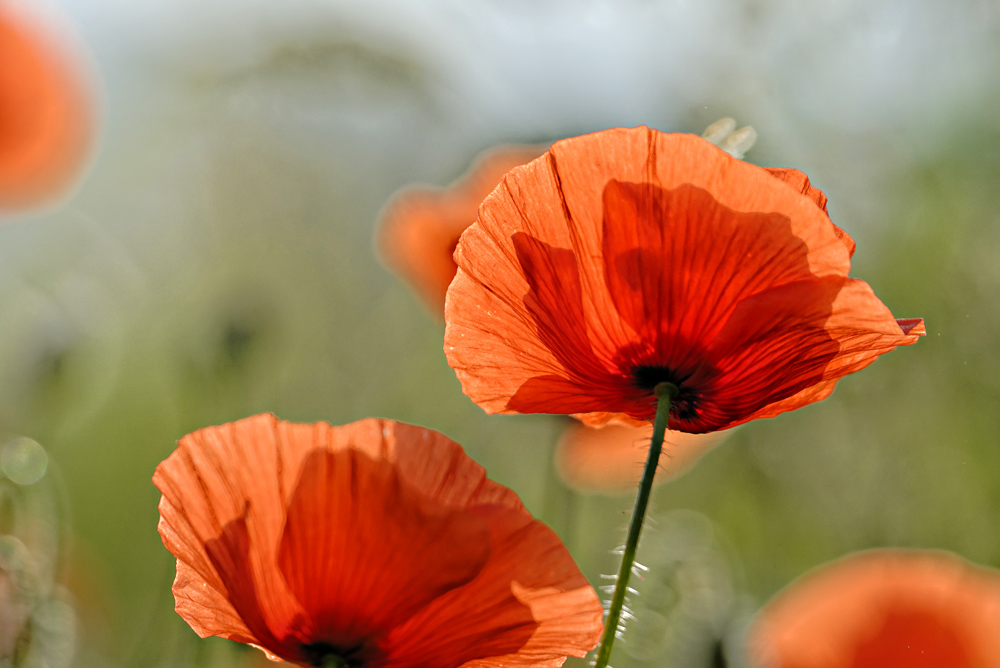 Mohn 2014 - 019