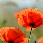 Mohn 2014 - 019