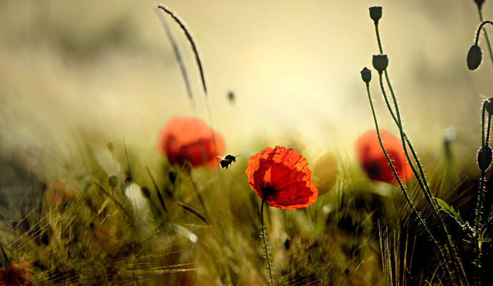 Mohn 2014 - 020