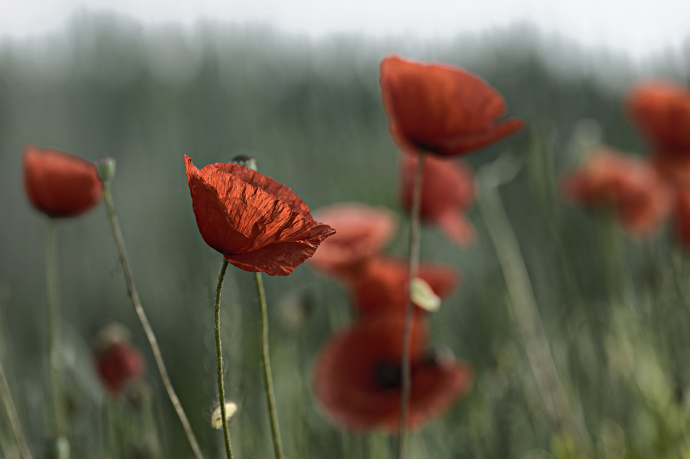 Mohn 2014 - 022