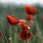 Mohn 2014 - 022