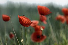 Mohn 2014 - 022