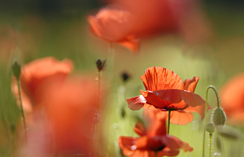 Mohn 2014 - 023