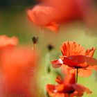 Mohn 2014 - 023