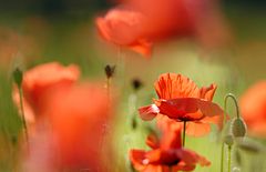 Mohn 2014 - 023