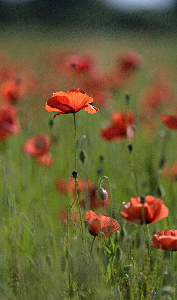 Mohn 2014 - 025