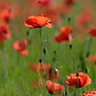 Mohn 2014 - 025