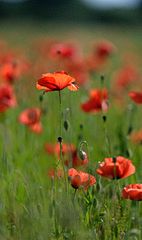 Mohn 2014 - 025