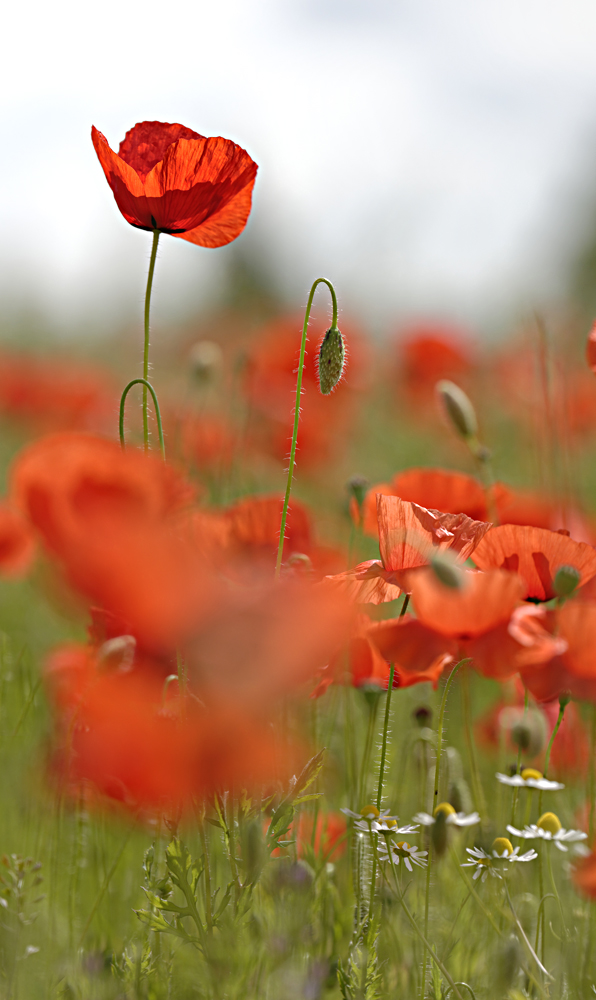 Mohn 2014 - 026