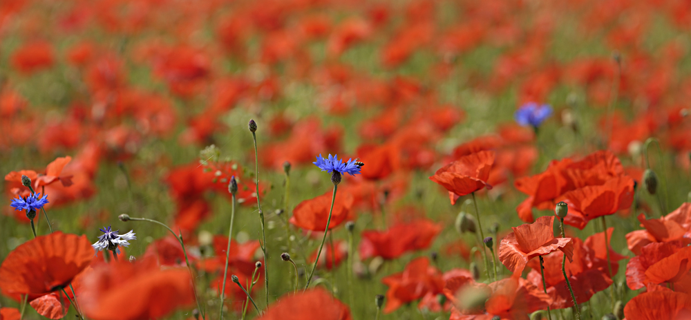 Mohn 2014 - 027