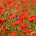 Mohn 2014 - 027