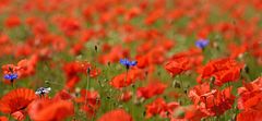 Mohn 2014 - 027