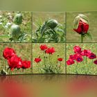 Mohn 2014