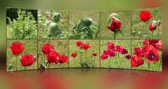 Mohn 2014