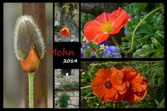 Mohn 2014