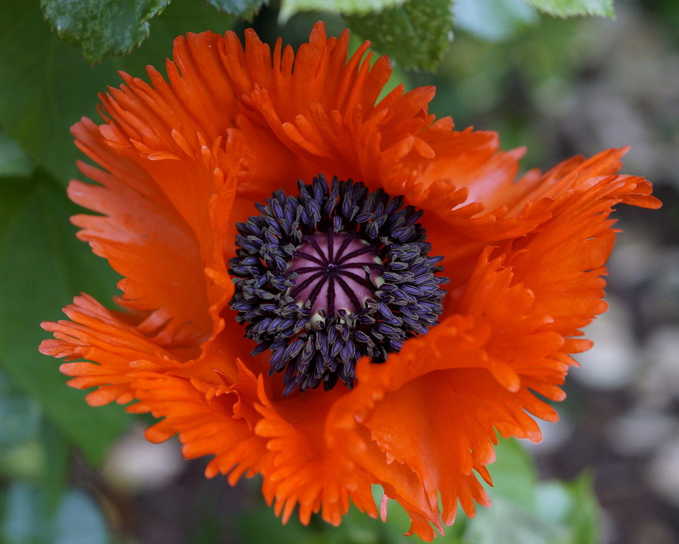 Mohn 2015