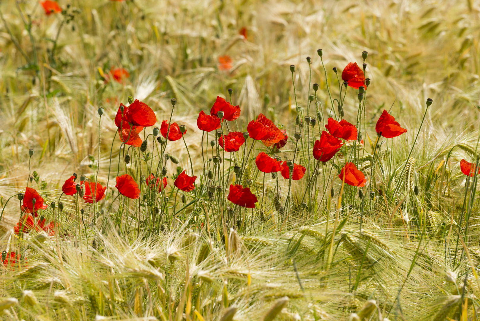 Mohn-2015008