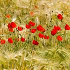 Mohn-2015008