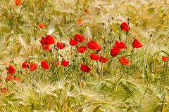 Mohn-2015008