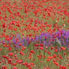 Mohn 2016 01