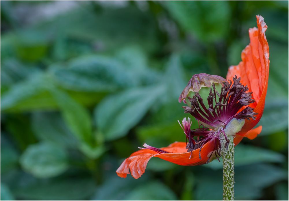 Mohn-2016-2