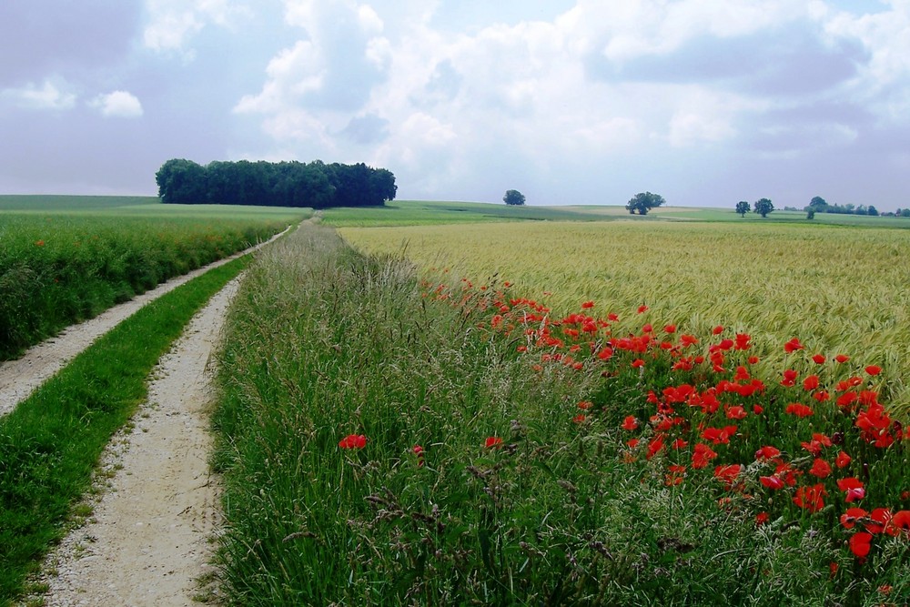 Mohn