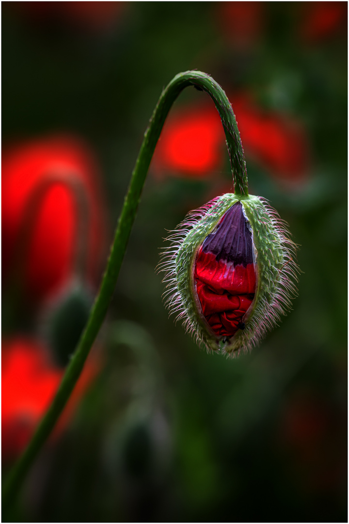 Mohn 2019