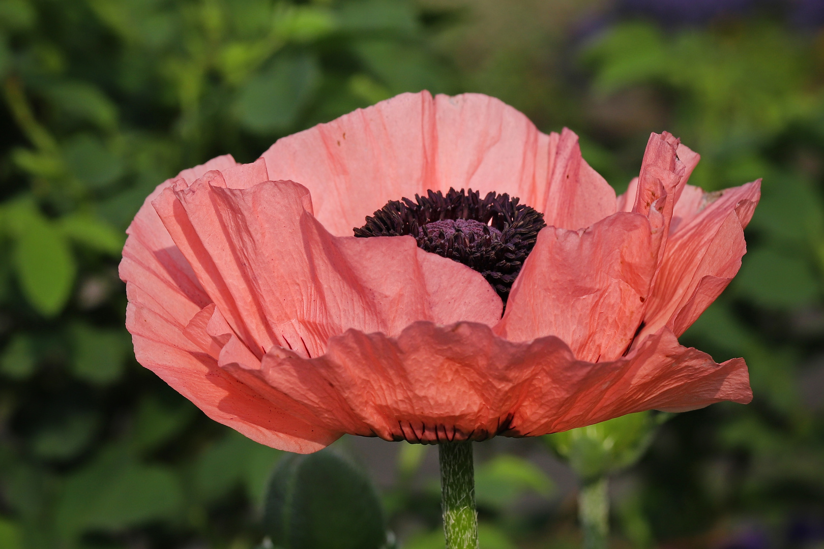 Mohn (2021_06_10_4634_ji)