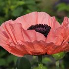 Mohn (2021_06_10_4634_ji)