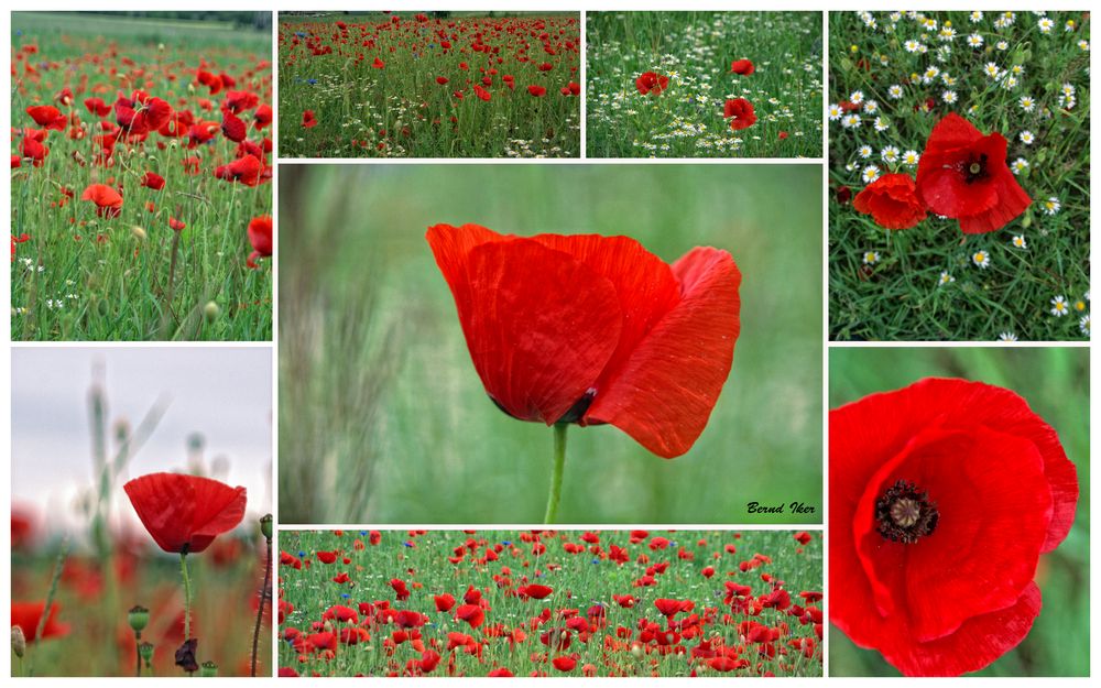 Mohn