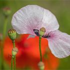 Mohn