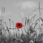 Mohn