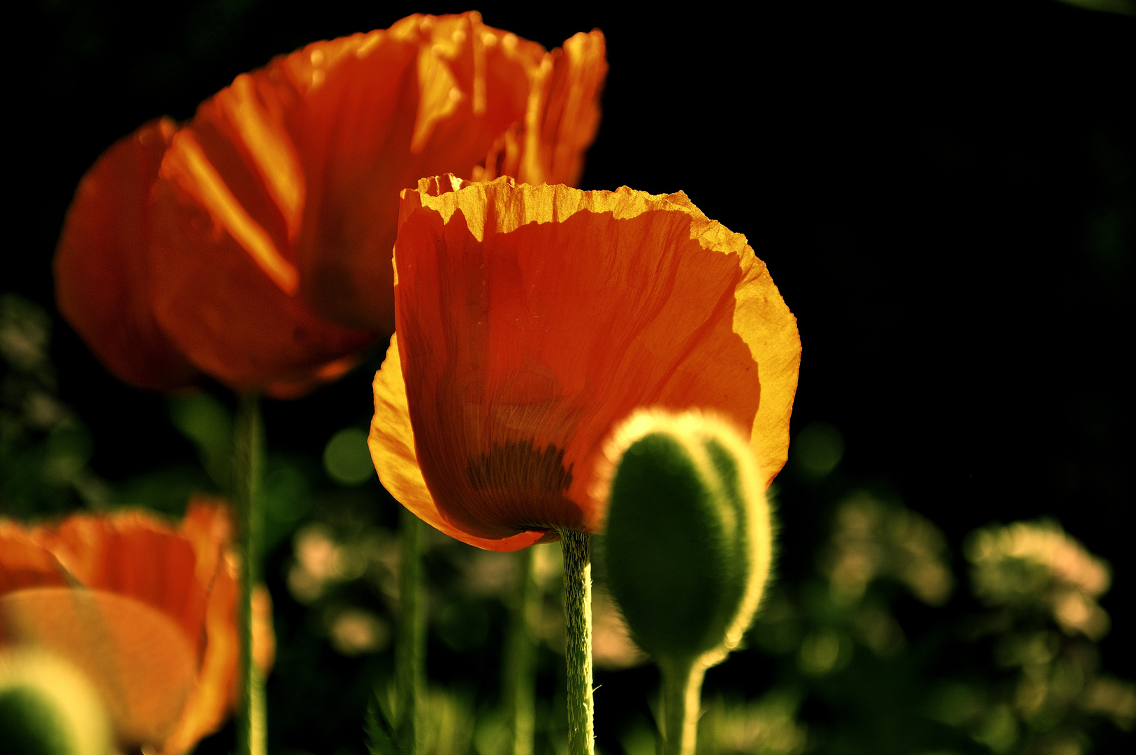 Mohn